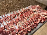 كبش, الأغنام — الصورة 4
