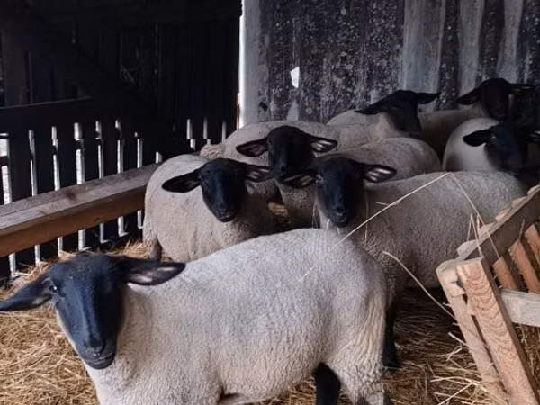 मेढ़ा, White Suffolk sheep