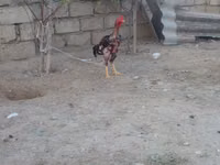 Chickens — picha 6