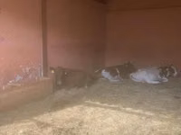 母牛, Yaroslavl cattle — 照片 7