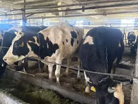 母牛, Swiss cattle — 照片 5