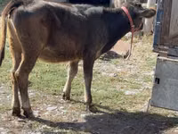 Cow, Alatau breed — photo 2
