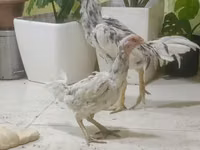Chickens — फ़ोटो 2