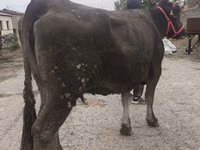 Ng'ombe jike, Ala-Tau breed — picha 7