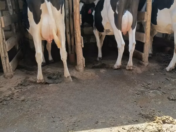 Kuh, Holstein-Rasse