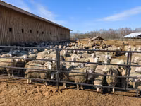 Kondoo jike, Kuibyshev sheep — picha 7
