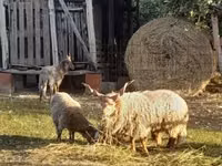 母羊, Racka sheep — 照片 1