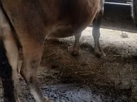 गाय, अलाताऊ नस्ल — फ़ोटो 2