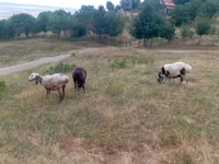Kondoo jike, Kazakh meat-wool sheep — picha 4