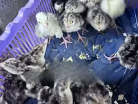 Turkeys — 照片 3