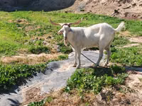 बकरी, Irish goat — फ़ोटो 1