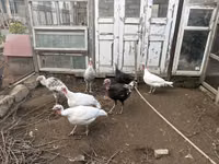 Turkeys — foto 1