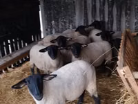 Kondoo (kikundi, jinsia haijatajwa), White Suffolk sheep — picha 2