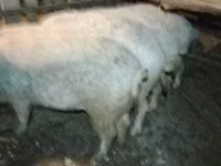 नर सूअर — फ़ोटो 1