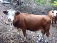 Bulle, French Simmental cattle — Foto 3