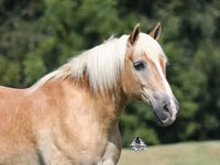 Farasi dume, Haflinger — picha 3