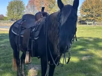 Stute, Rocky Mountain Horse — Foto 5
