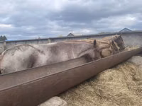 Farasi jike, Arabian horse — picha 4