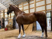 घोड़ी, Dutch warmblood horse — फ़ोटो 5