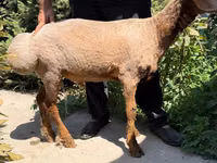 Kondoo jike, Jaidara sheep — picha 3
