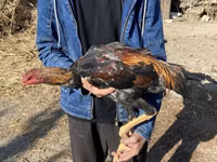 Chickens — photo 3