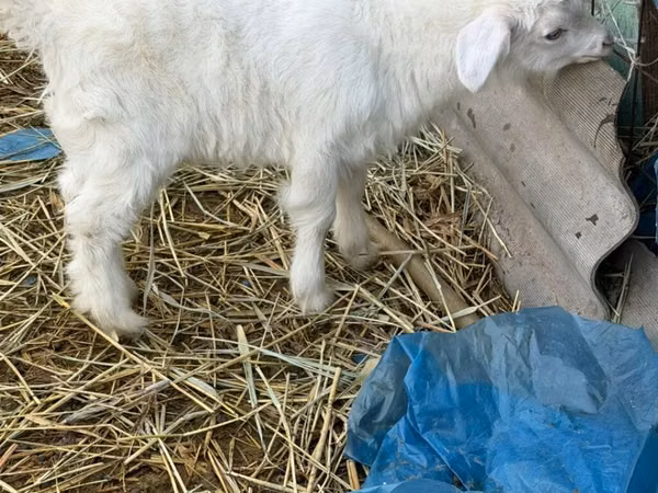 Mbuzi dume, Saanen goat