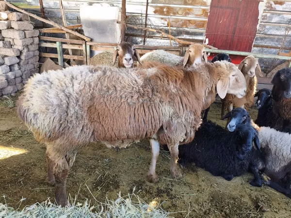 मेढ़ा, Arashan sheep