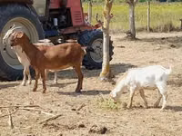 Goat, Nubian Goat — photo 3