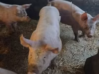 Boar — photo 1