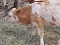 أبقار (دفعة، الجنس غير محدد), Simmental cattle — الصورة 4