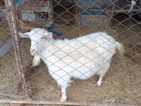 बकरी, Saanen goat — फ़ोटो 3
