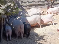 Boar — photo 2