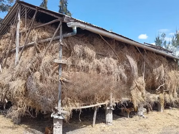 Cattle Grass for Sale