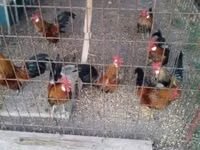 Bantam holandés — foto 4