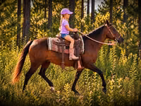Farasi jike, Quarter Horse — picha 4