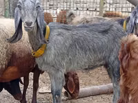 Cabra, Damask goat — foto 1