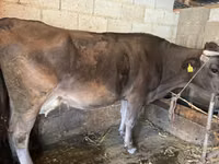 Ng'ombe jike, Swiss cattle — picha 2