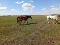 Farasi jike, Kinsky horse — picha 1