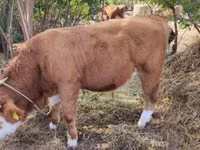 Toro, Simmental cattle — foto 2