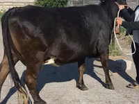 Ng'ombe jike, Banda la Holstein — picha 5