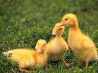 Chickens — photo 1