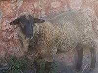 Widder, Suffolk sheep — Foto 1