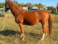 Caballo, Kisber felver — foto 2