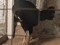 Plymouth Rock — picha 4