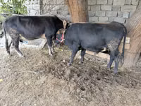 公牛, Cattle — 照片 2