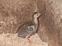 Guinea fowl — الصورة 2