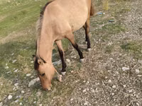 فرس, Azerbaijan horse — الصورة 4