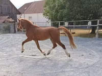 Hengst, Pferde — Foto 4