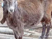Cabra, Damask goat — foto 4