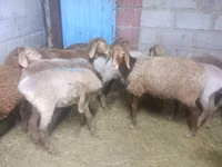 Schaf, Arashan sheep — Foto 4
